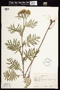 Tanacetum vulgare image