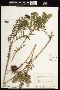 Tanacetum vulgare image