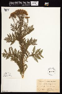 Tanacetum vulgare image