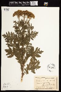 Tanacetum vulgare image