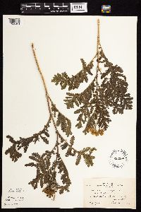 Tanacetum vulgare image