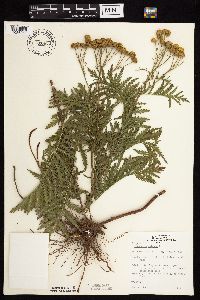 Tanacetum vulgare image