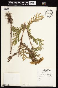 Tanacetum vulgare image