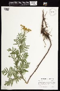 Tanacetum vulgare image
