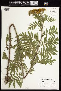Tanacetum vulgare image