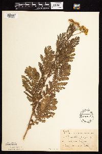 Tanacetum vulgare image