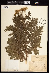 Tanacetum vulgare image