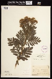 Tanacetum vulgare image
