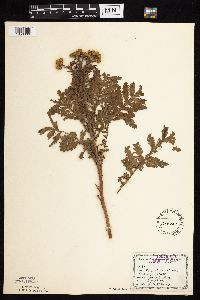Tanacetum vulgare image