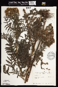 Tanacetum vulgare image