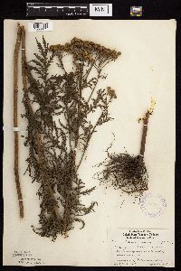 Tanacetum vulgare image