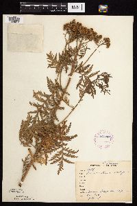 Tanacetum vulgare image