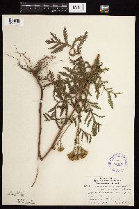 Tanacetum vulgare image