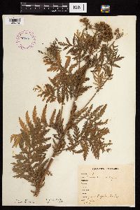 Tanacetum vulgare image