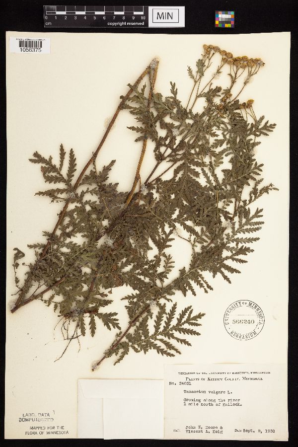 Tanacetum vulgare image