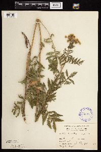 Tanacetum vulgare image