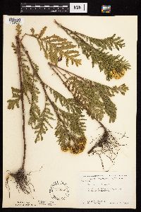 Tanacetum vulgare image