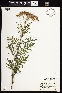 Tanacetum vulgare image