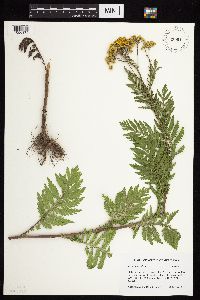 Tanacetum vulgare image