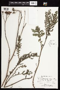 Tanacetum vulgare image