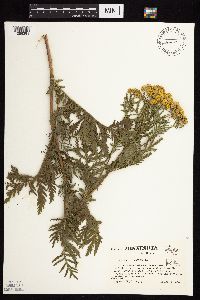 Tanacetum vulgare image