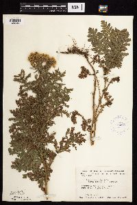 Tanacetum vulgare image