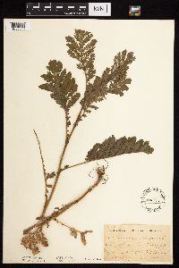 Tanacetum vulgare image