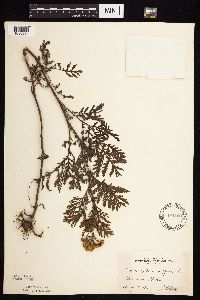 Tanacetum vulgare image
