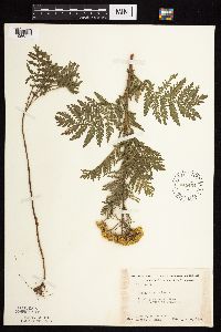Tanacetum vulgare image
