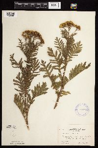 Tanacetum vulgare image