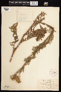 Tanacetum vulgare image