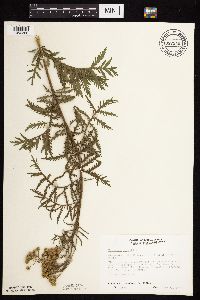 Tanacetum vulgare image