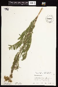 Tanacetum vulgare image