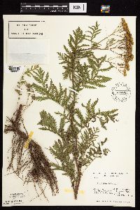 Tanacetum vulgare image