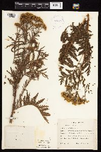 Tanacetum vulgare image