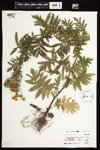Tanacetum vulgare image