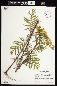 Tanacetum vulgare image
