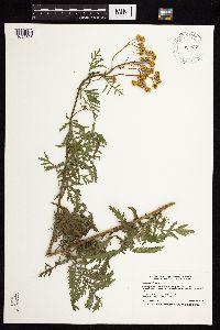 Tanacetum vulgare image