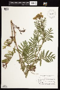 Tanacetum vulgare image
