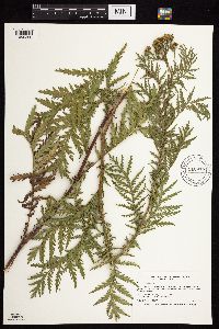 Tanacetum vulgare image