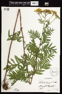 Tanacetum vulgare image