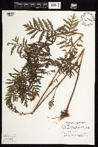 Tanacetum vulgare image