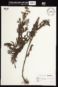 Tanacetum vulgare image
