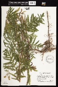 Tanacetum vulgare image