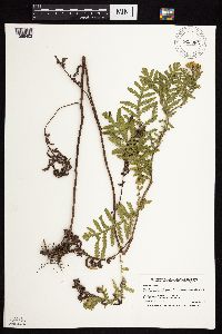 Tanacetum vulgare image
