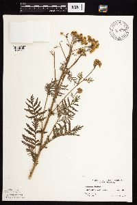 Tanacetum vulgare image