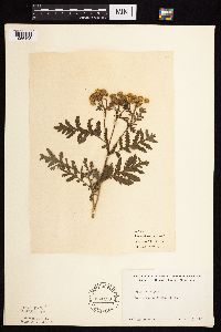 Tanacetum vulgare image