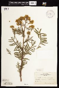 Tanacetum vulgare image