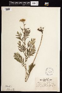 Tanacetum vulgare image