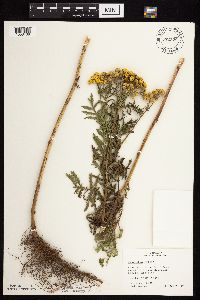 Tanacetum vulgare image